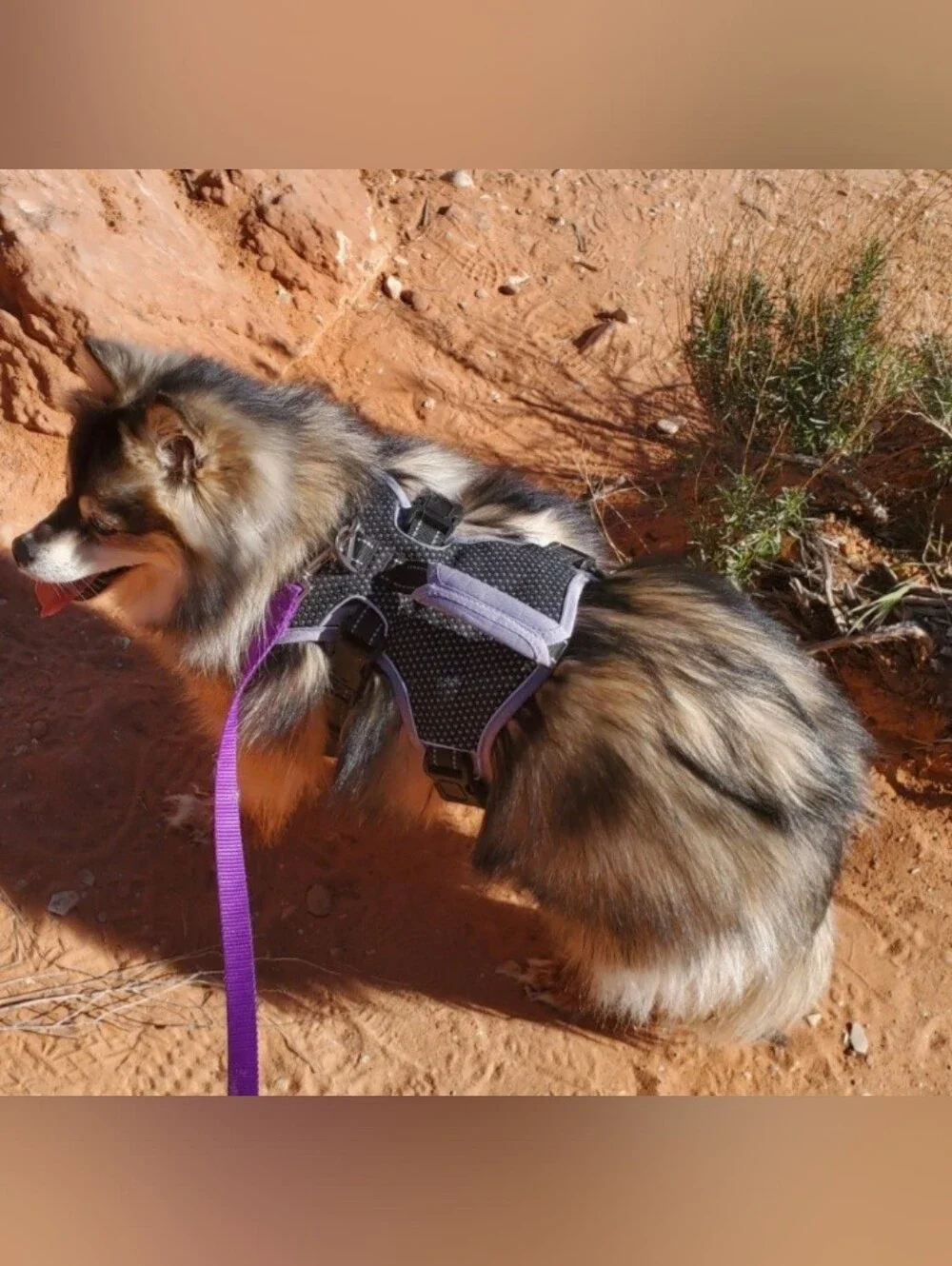 BELPRO Dog Harness size M